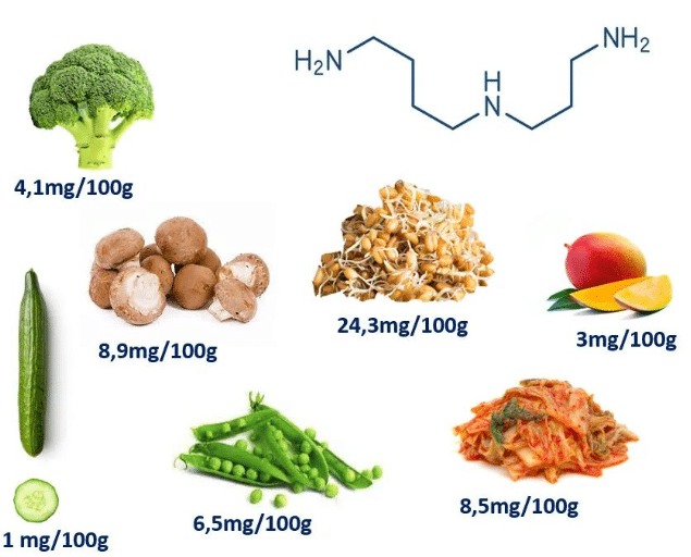 Anti-Aging durch Ernährung – Spermidin macht es möglich!